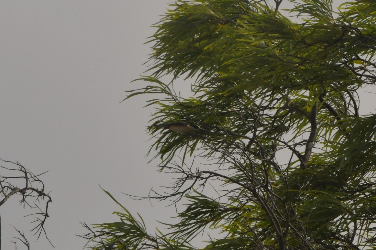 Sacred Kingfisher (Australasian) - ML624583322