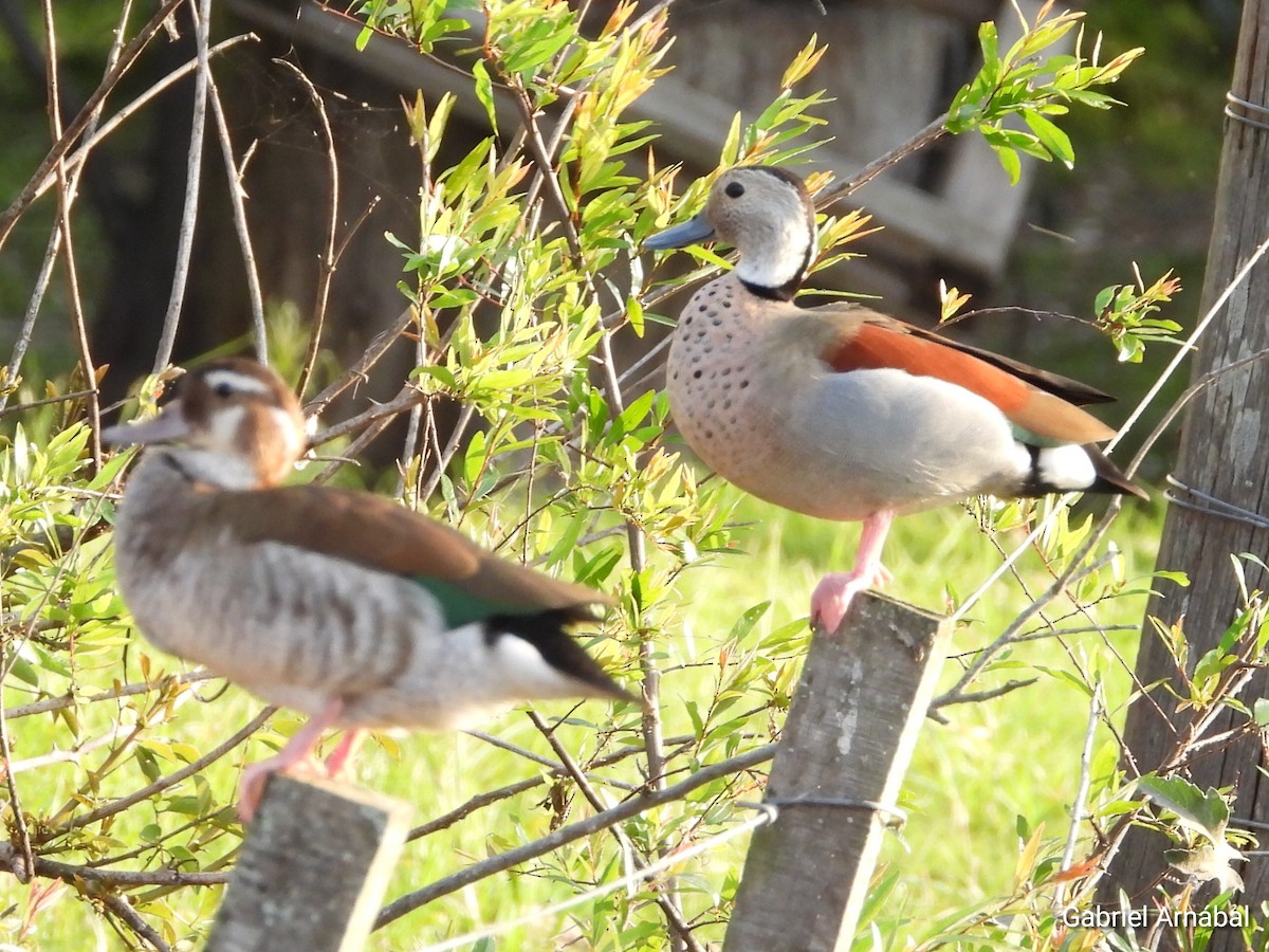 Ringed Teal - ML624583323