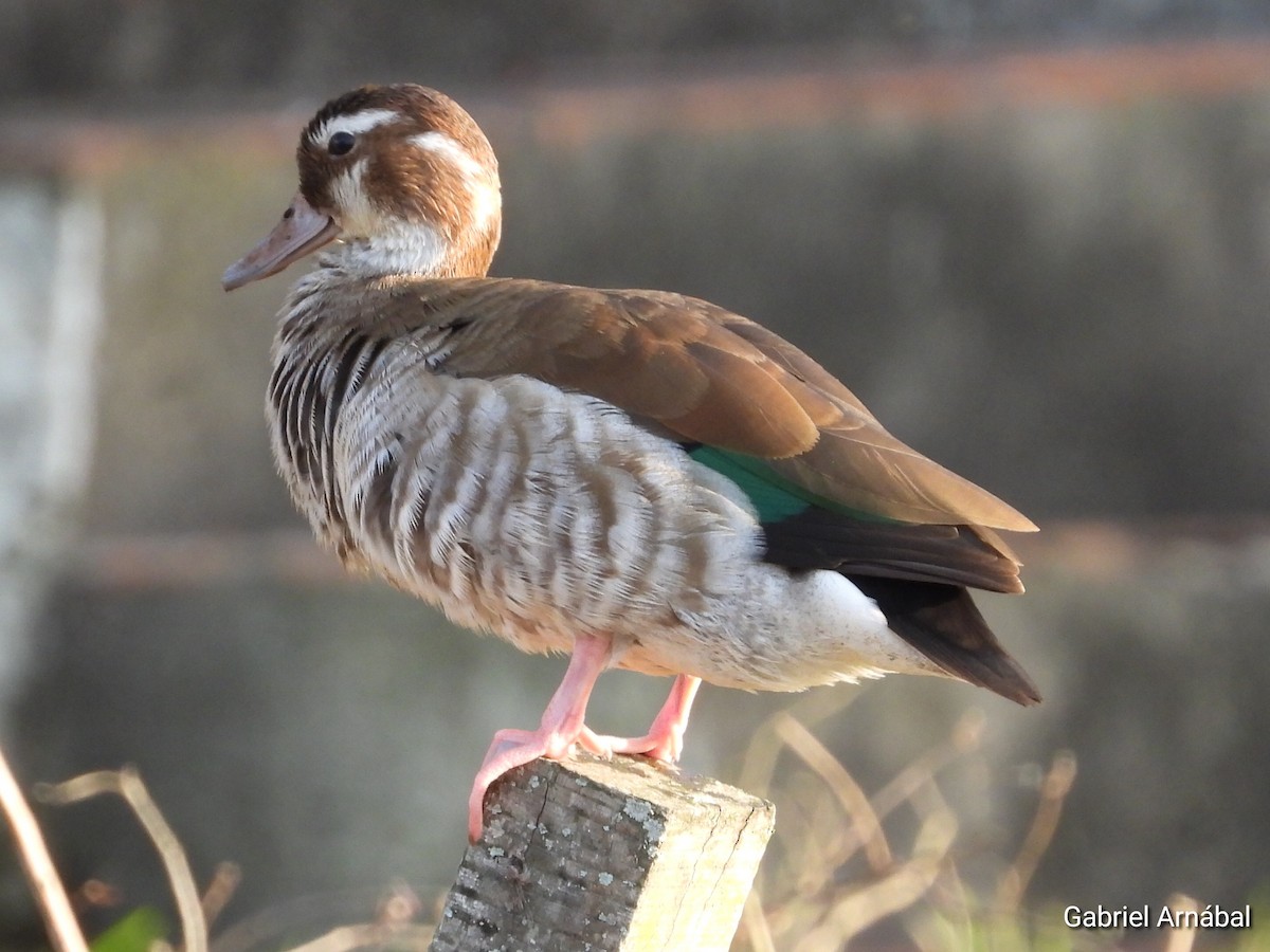 Ringed Teal - ML624583324