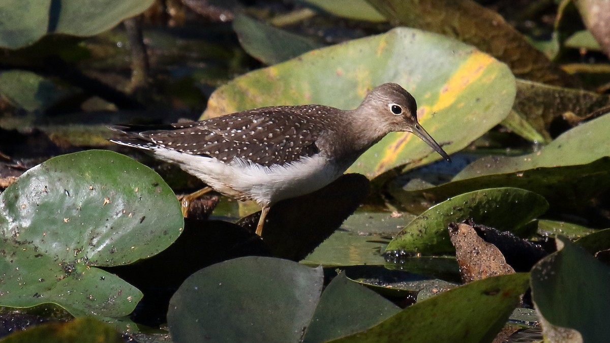 Solitary Sandpiper - ML624583326