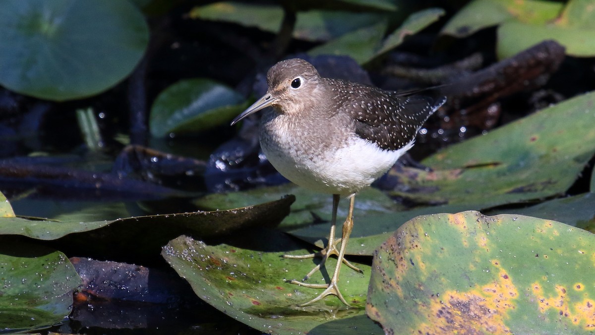 Solitary Sandpiper - ML624583327