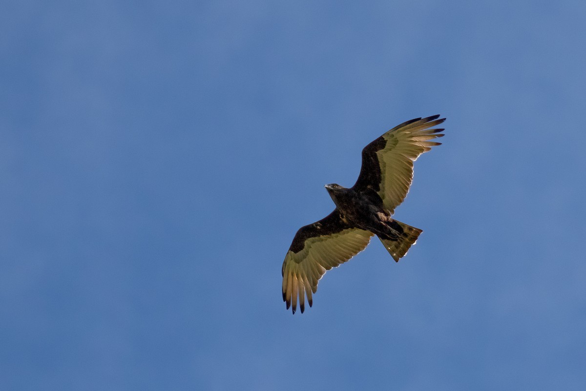 Brown Snake-Eagle - ML624583328