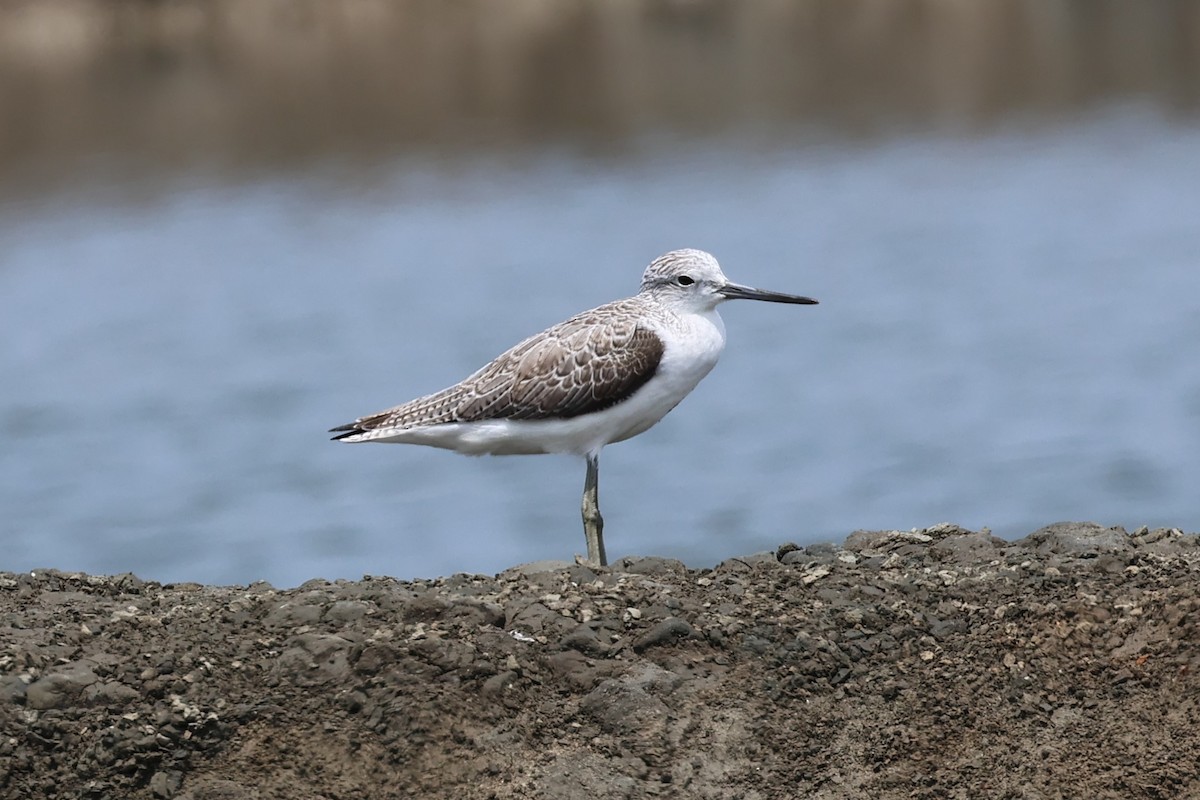 Common Greenshank - Peter Christiaen