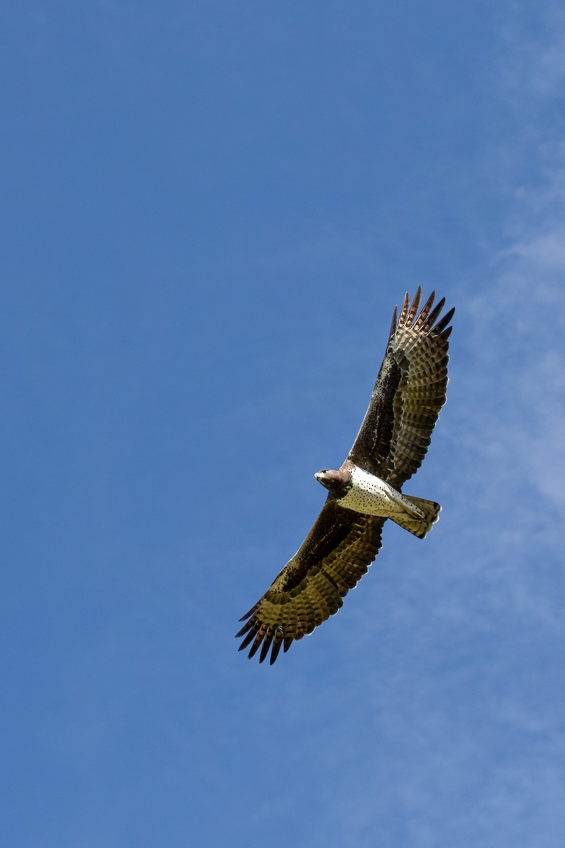 Martial Eagle - ML624583330