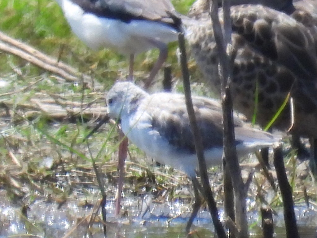 Marsh Sandpiper - ML624583331