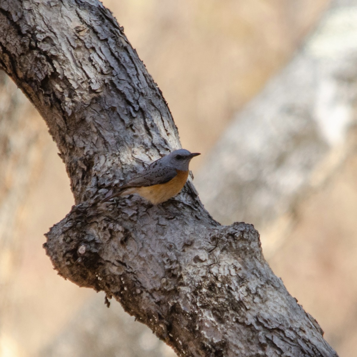 Miombo Rock-Thrush - ML624583336