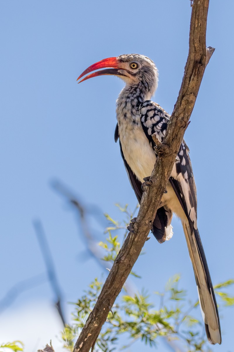 Southern Red-billed Hornbill - ML624583337