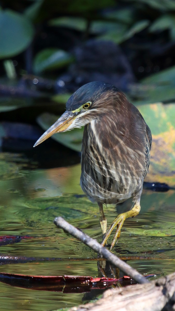 Green Heron - ML624583338