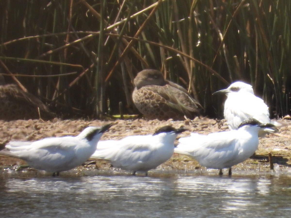 Australian Tern - ML624583339