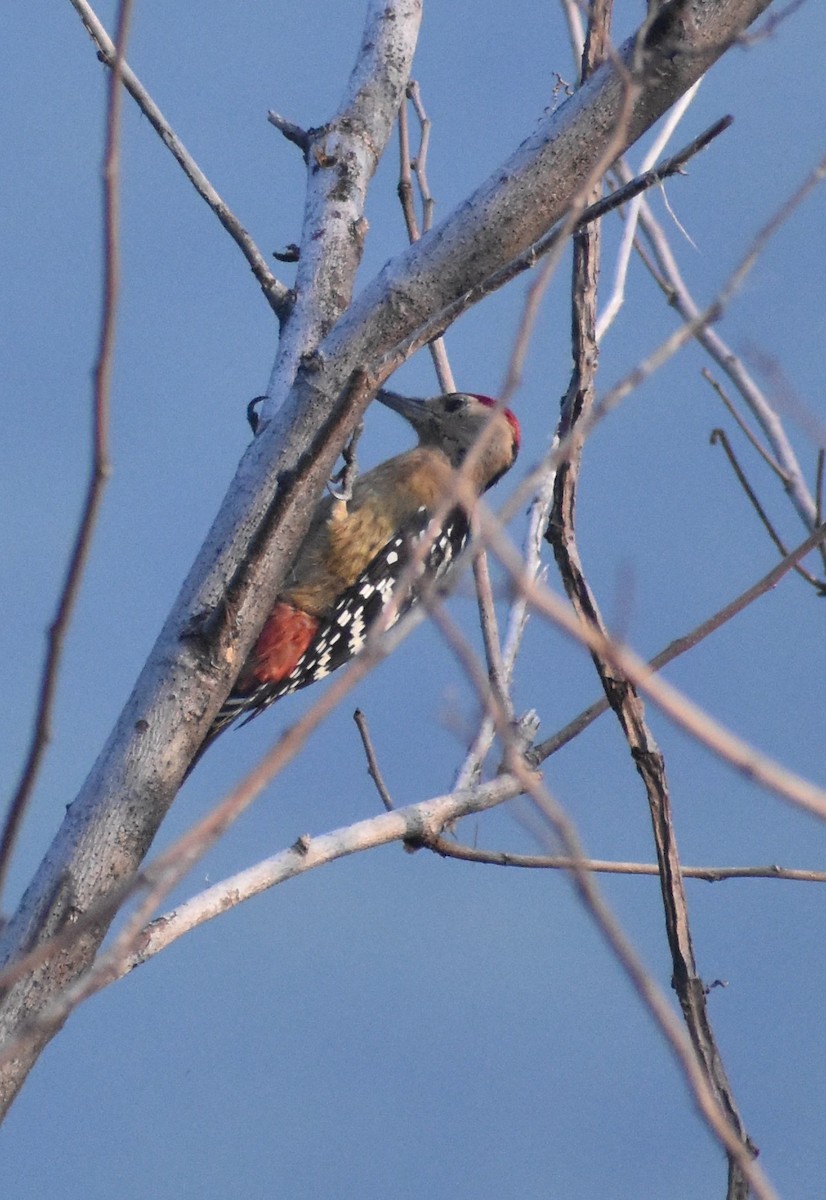 Fulvous-breasted Woodpecker - ML624583348