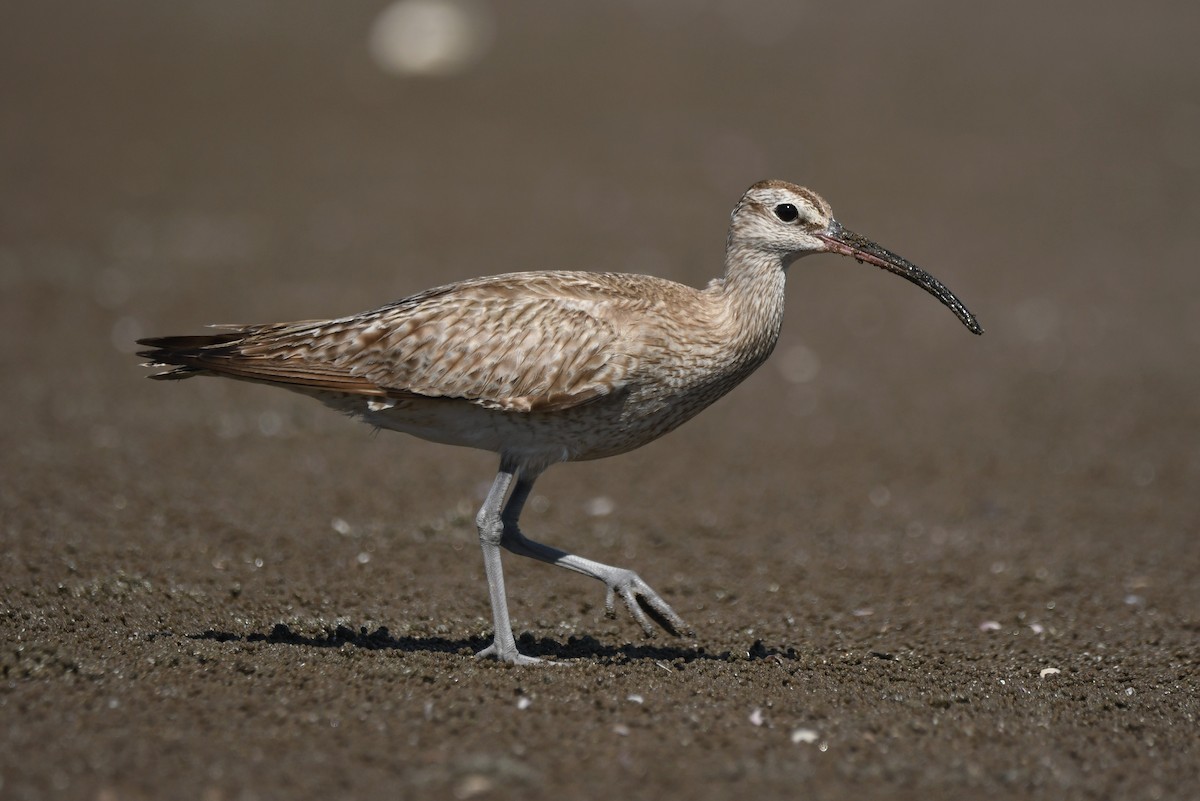 Whimbrel - ML624583428