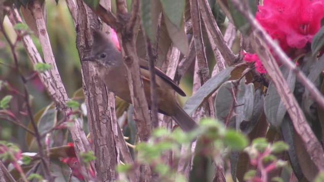 Çizgili Gıdılı Yuhina - ML624583429