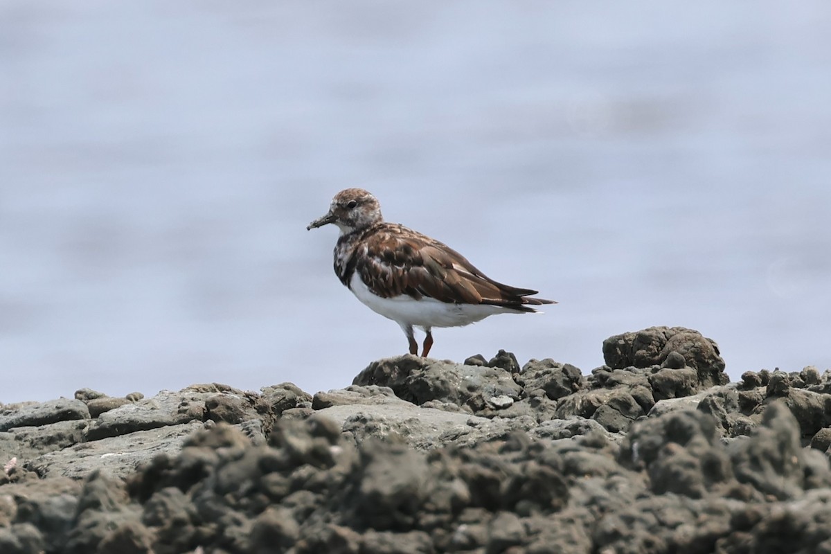 Ruddy Turnstone - ML624583430