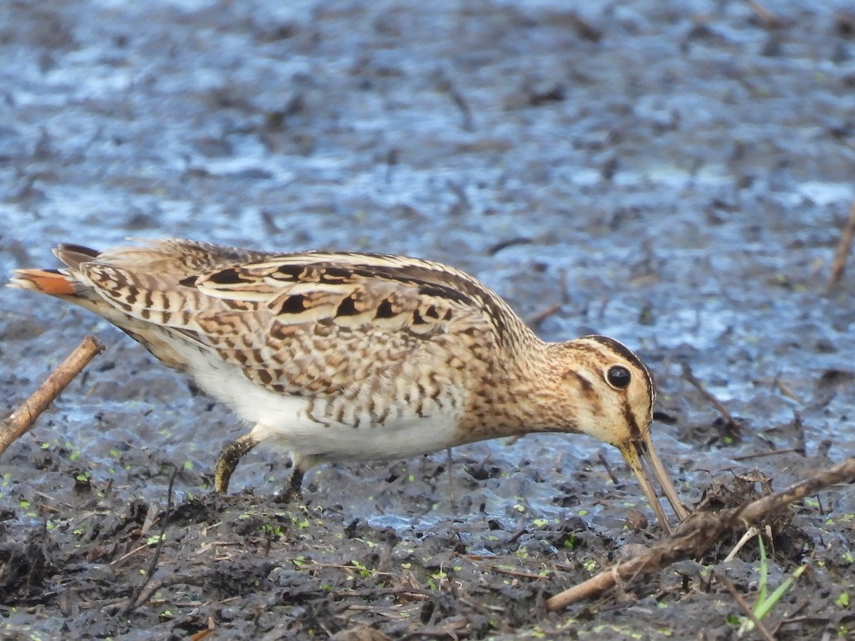 Latham's Snipe - ML624583477