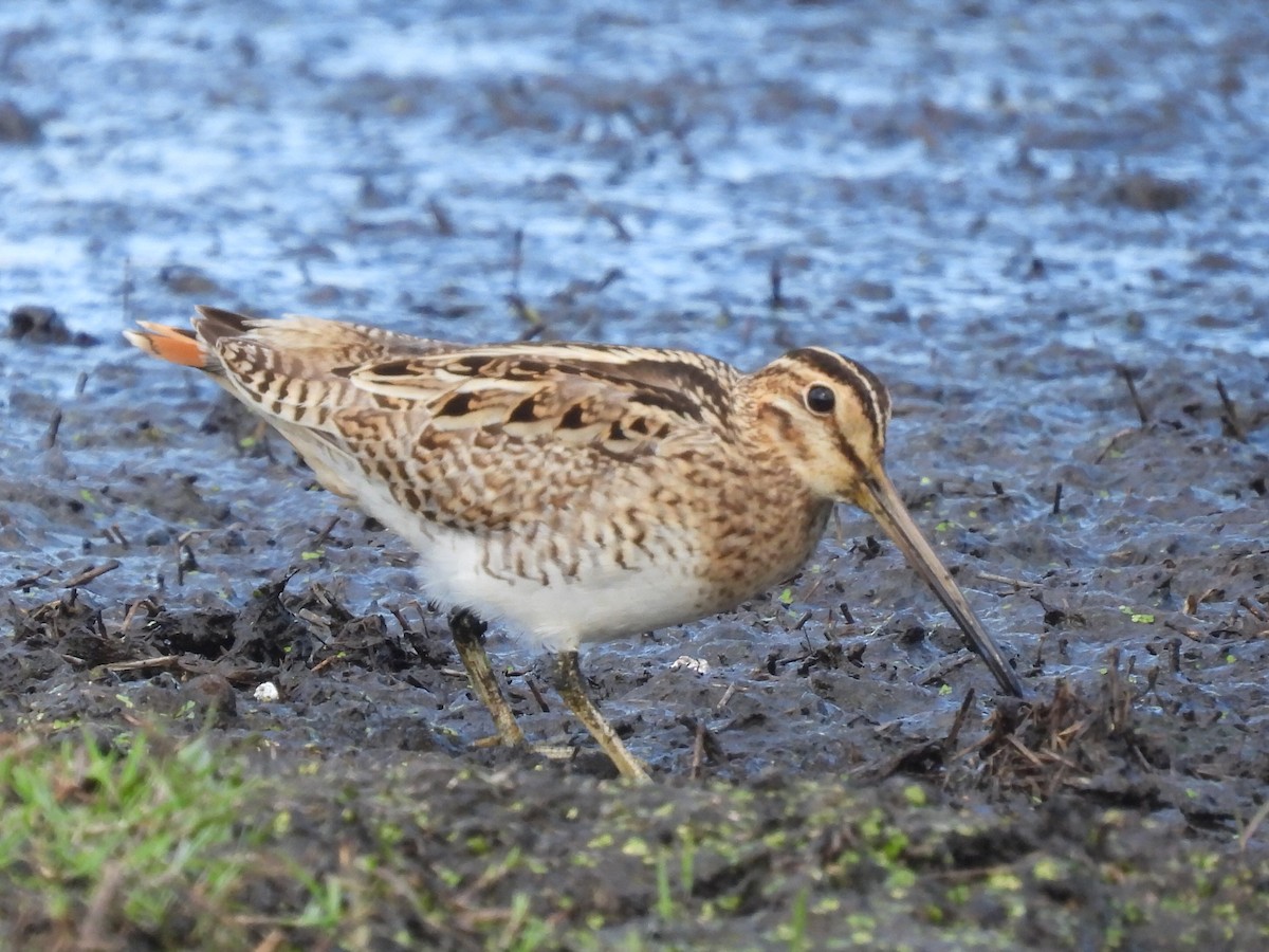 Latham's Snipe - ML624583478