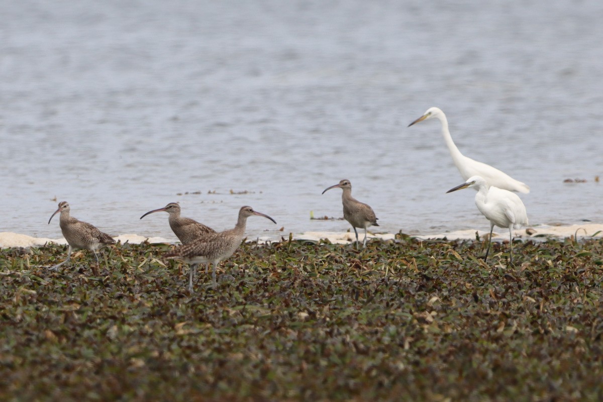 Whimbrel - ML624583480