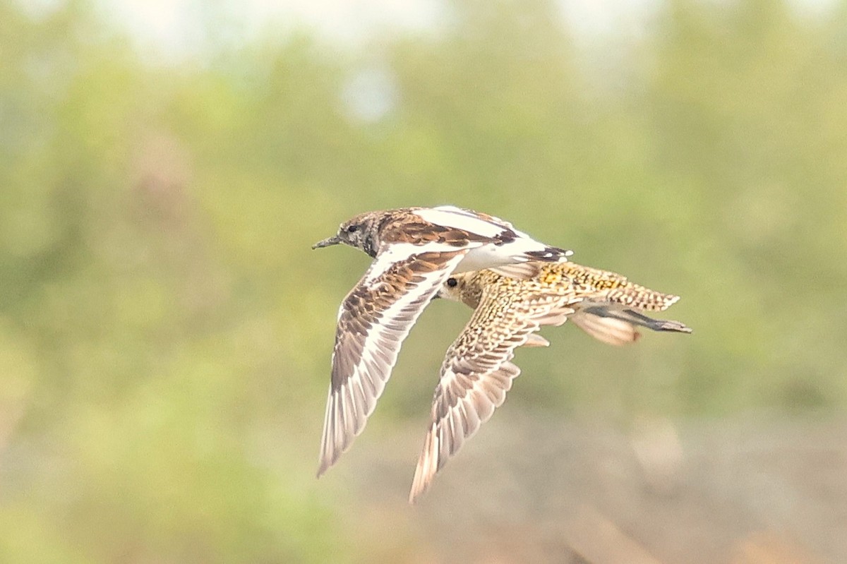 Ruddy Turnstone - ML624583481