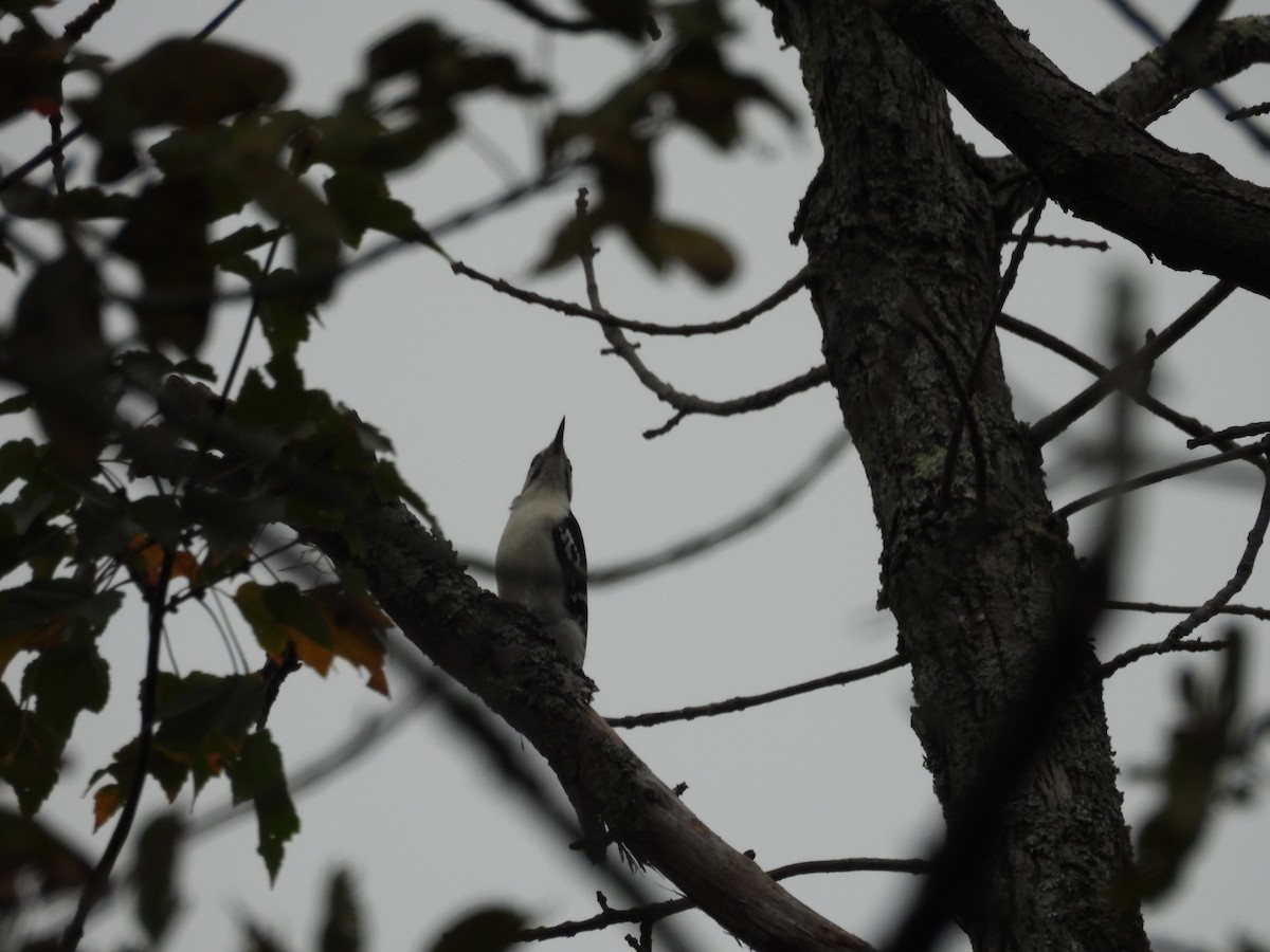 Hairy Woodpecker - ML624583486