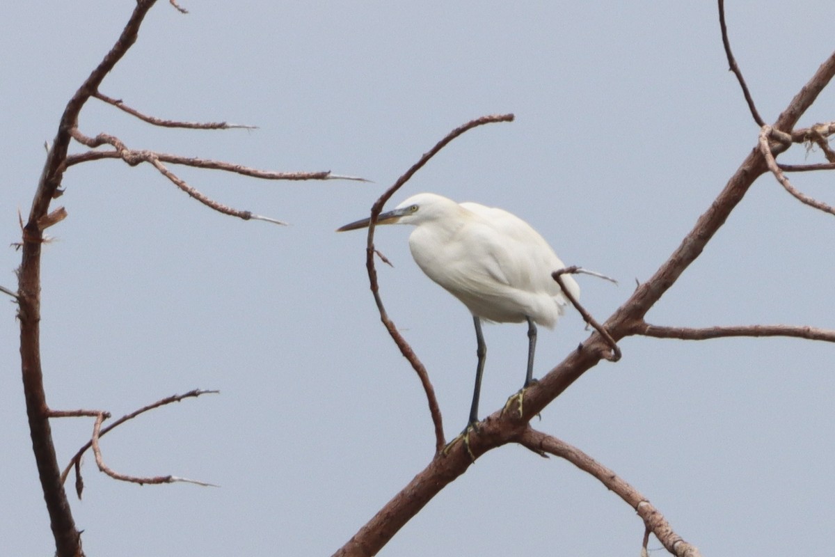 Chinese Egret - ML624583488