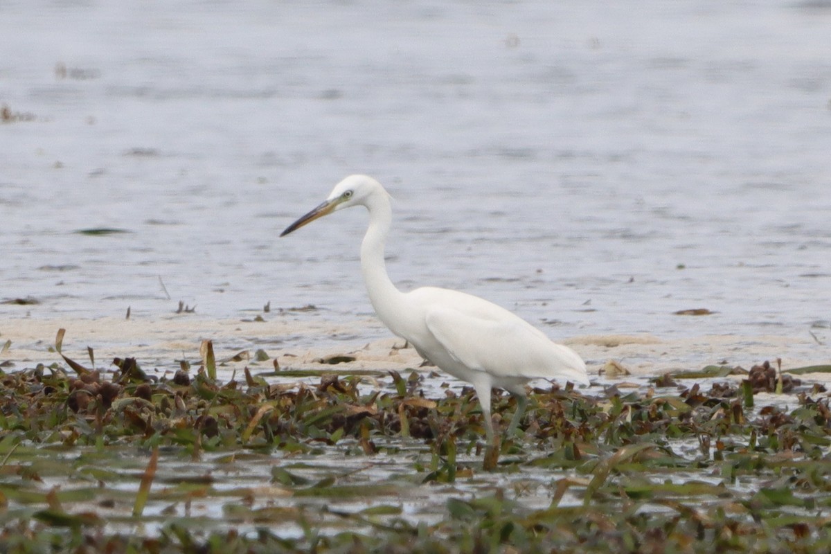 Chinese Egret - ML624583489