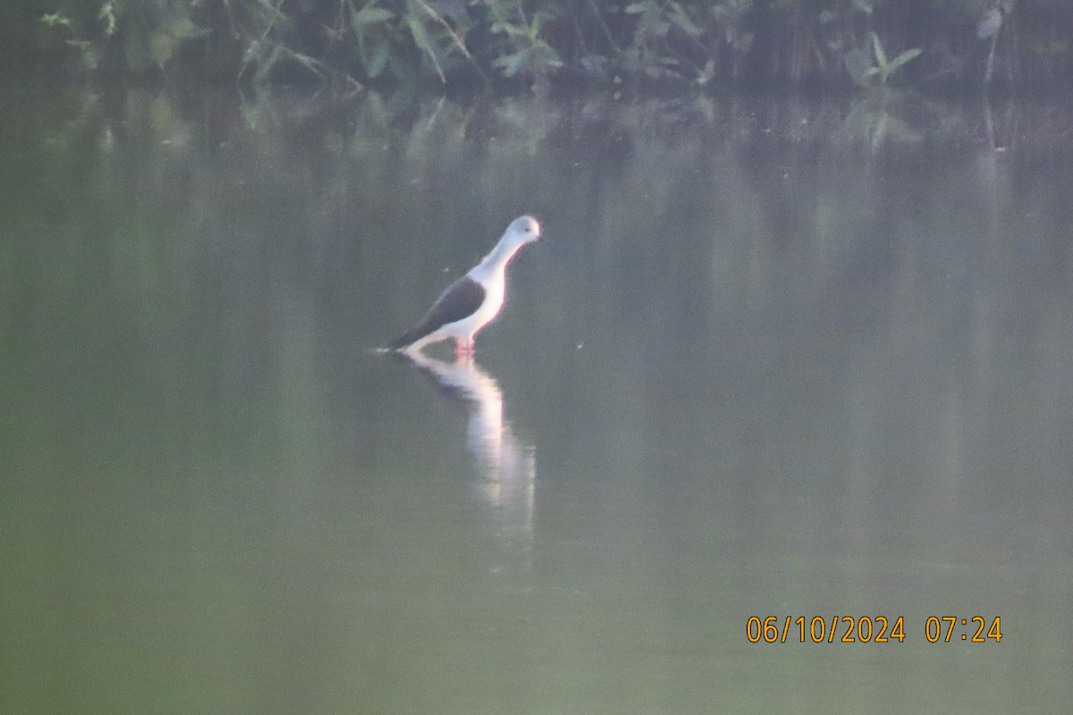 Black-winged Stilt - ML624583490