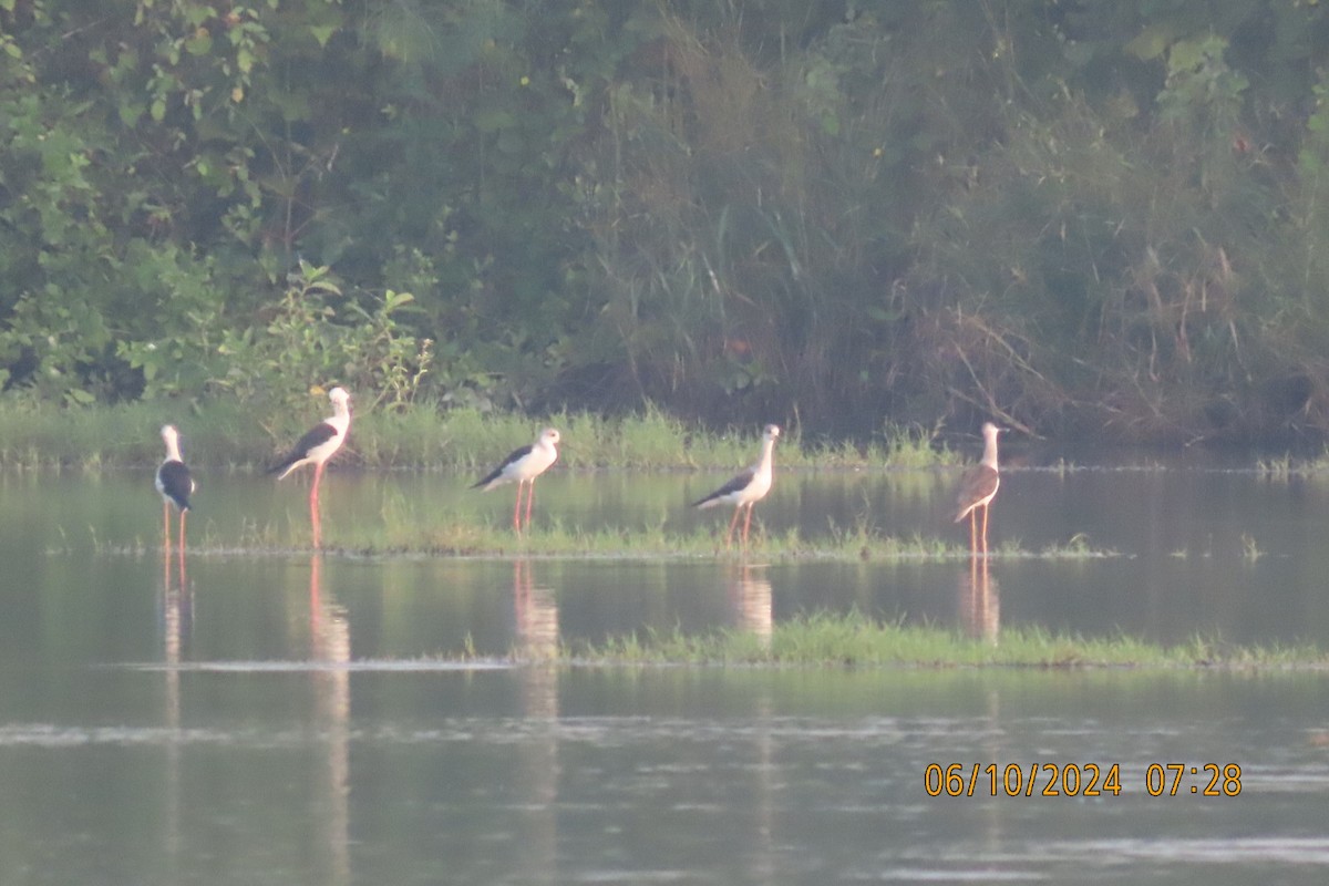 Black-winged Stilt - ML624583491