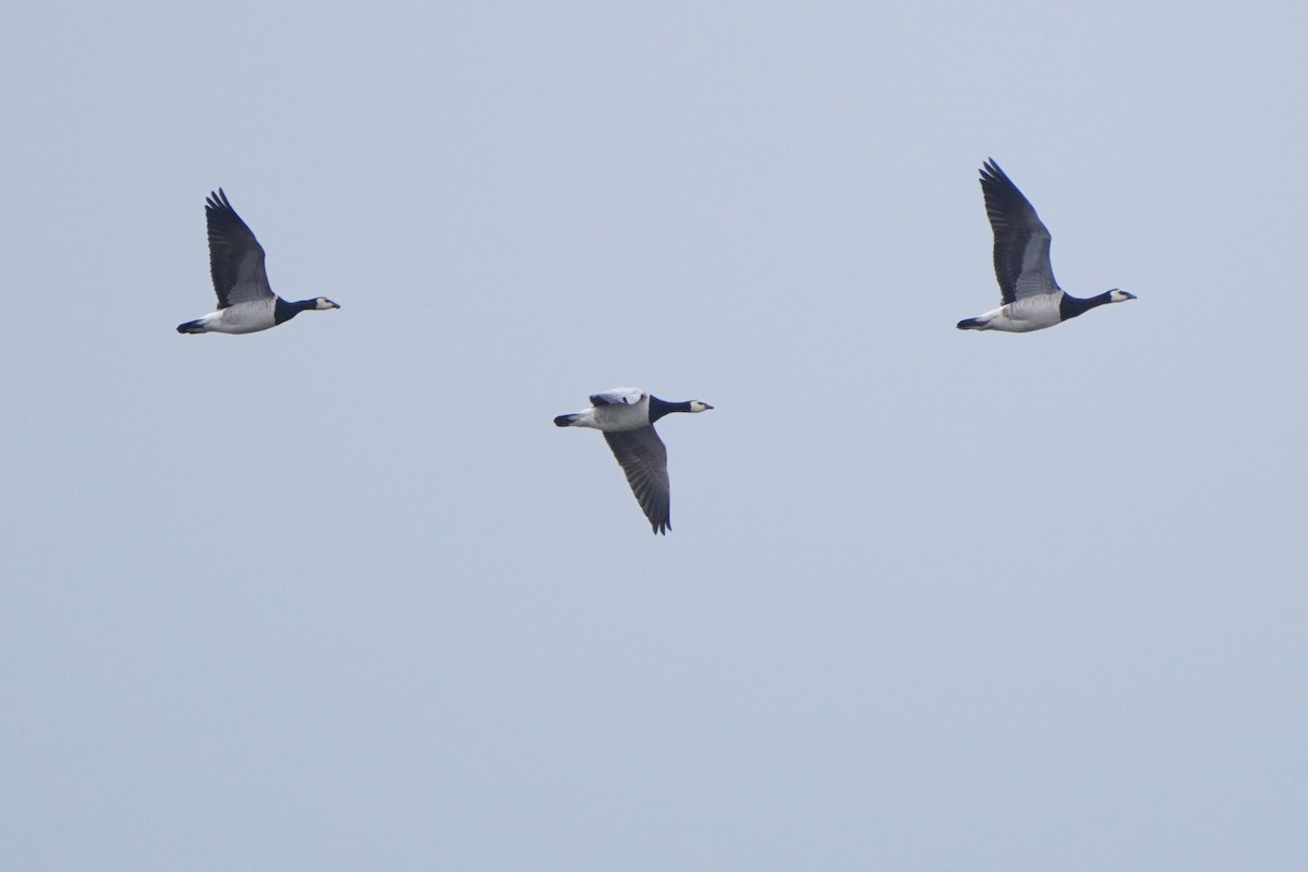 Barnacle Goose - Paweł Maciszkiewicz