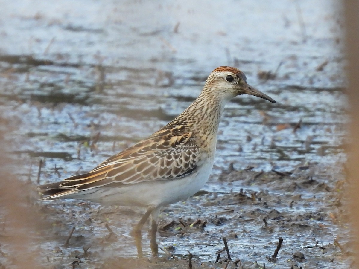 Sharp-tailed Sandpiper - ML624583495