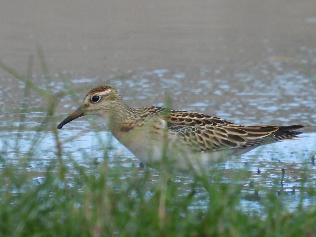 Sharp-tailed Sandpiper - ML624583496