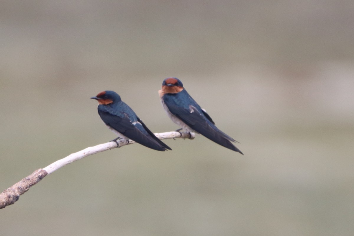 Pacific Swallow - ML624583497