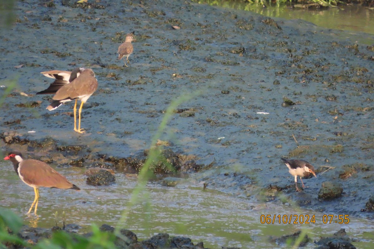 Red-wattled Lapwing - ML624583498