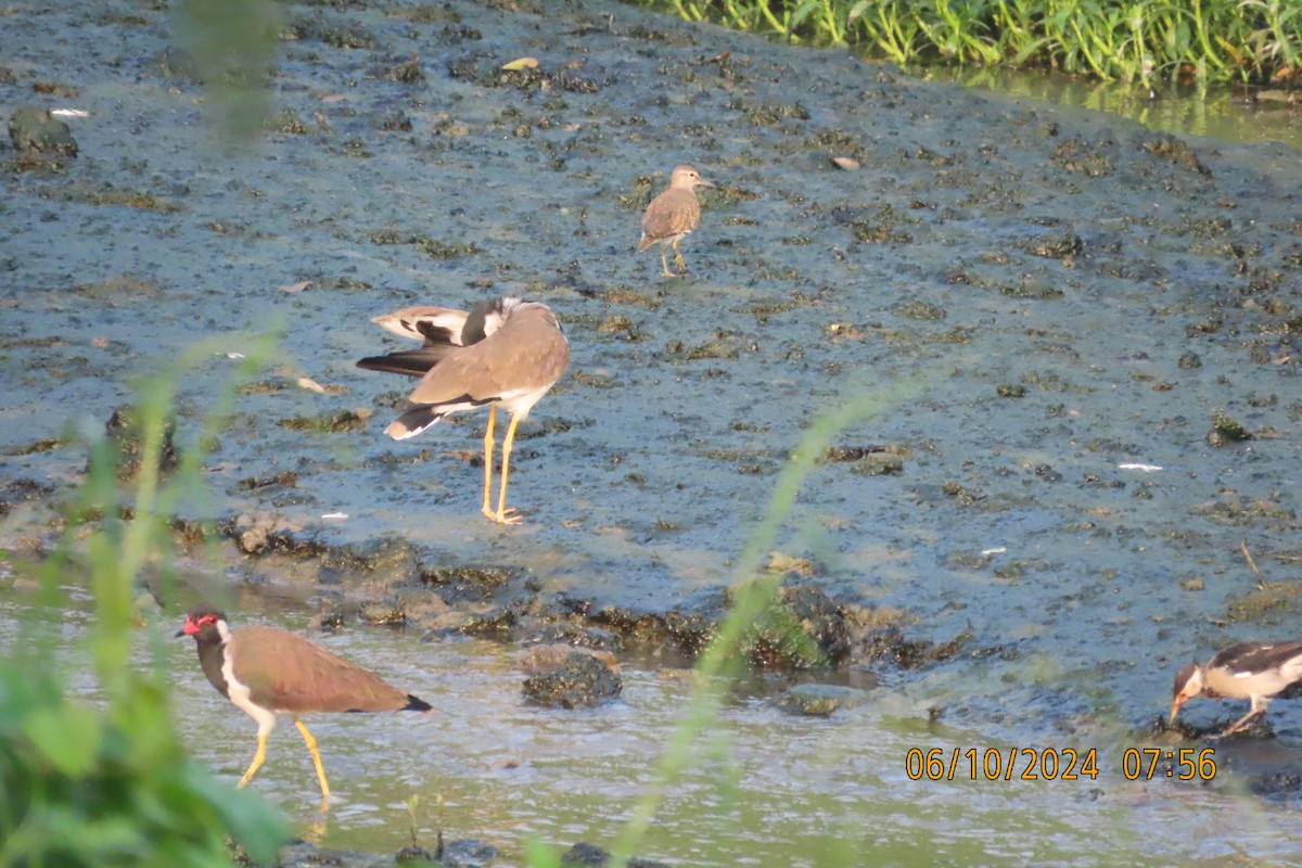 Red-wattled Lapwing - ML624583499