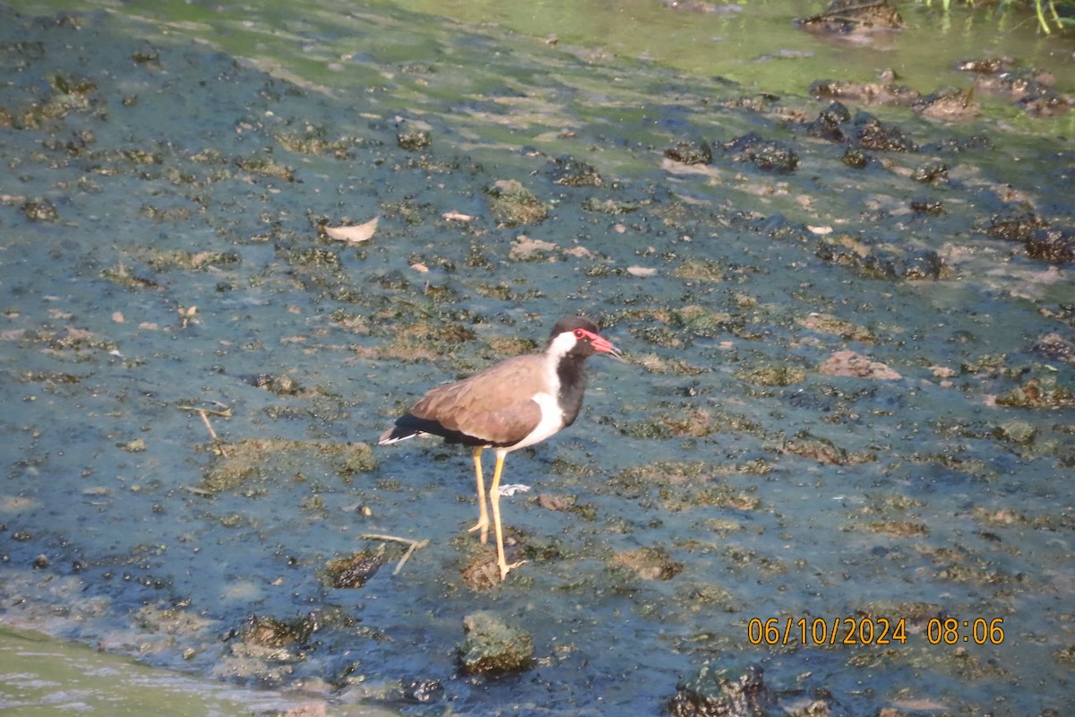 Red-wattled Lapwing - ML624583500