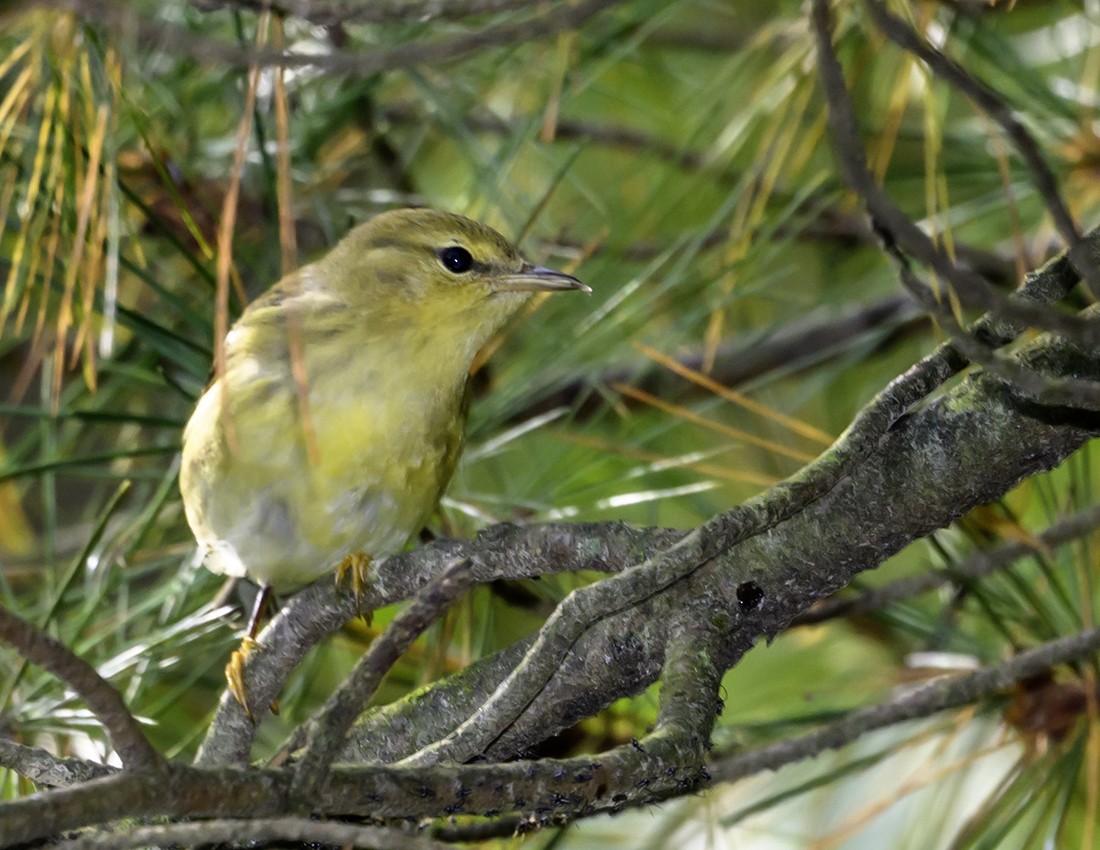 Blackpoll Warbler - ML624583501