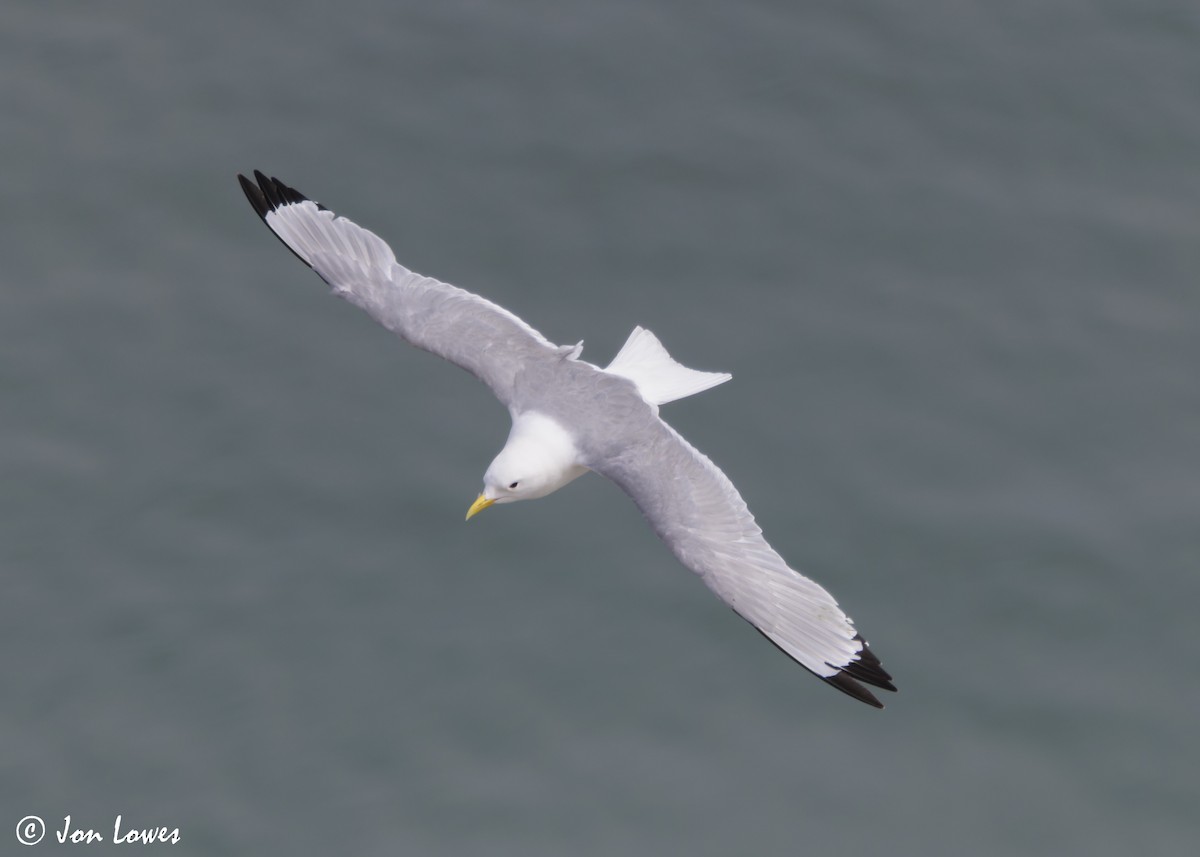 Black-legged Kittiwake (tridactyla) - Jon Lowes