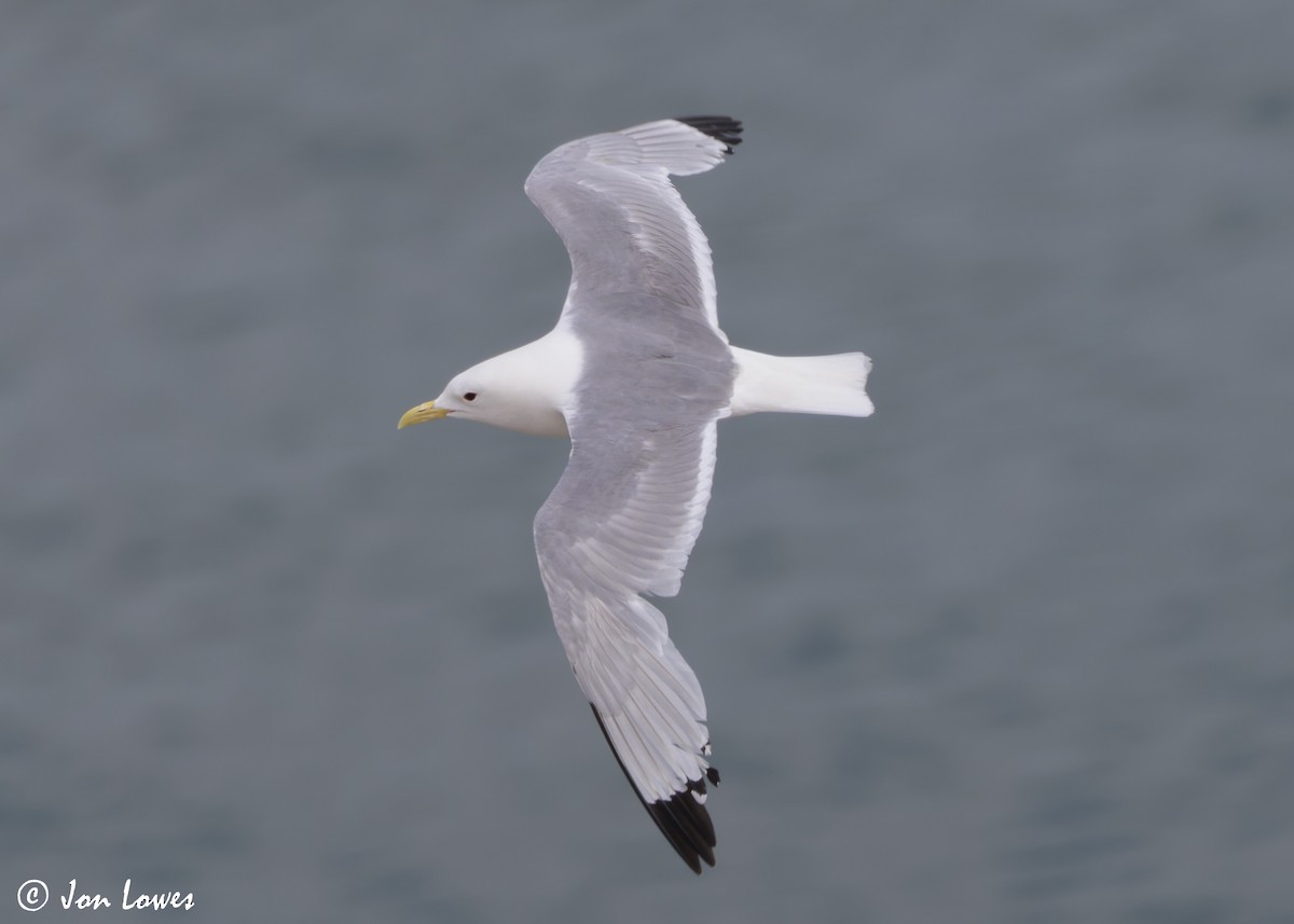 Black-legged Kittiwake (tridactyla) - ML624583503