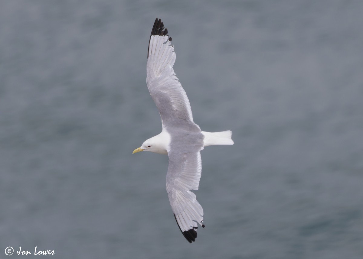 Black-legged Kittiwake (tridactyla) - ML624583504