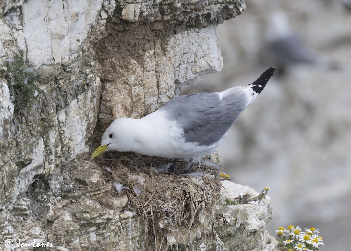 Black-legged Kittiwake (tridactyla) - ML624583505