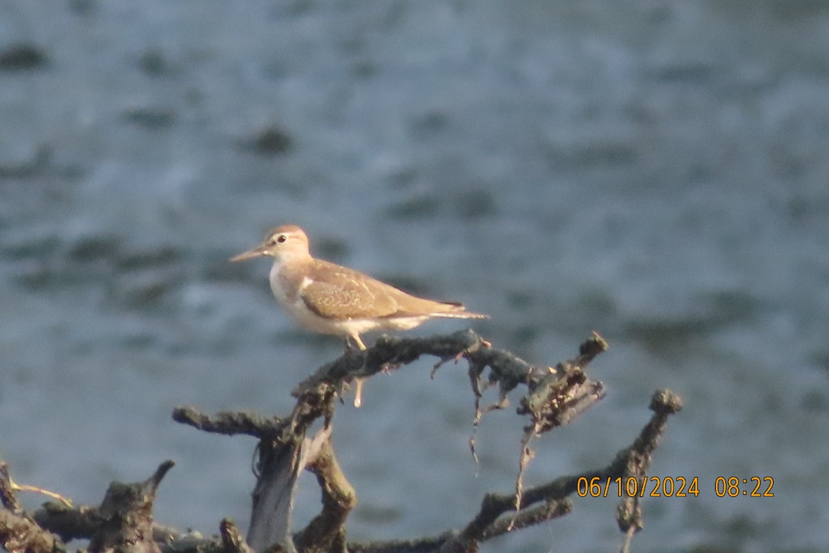 Common Sandpiper - ML624583506