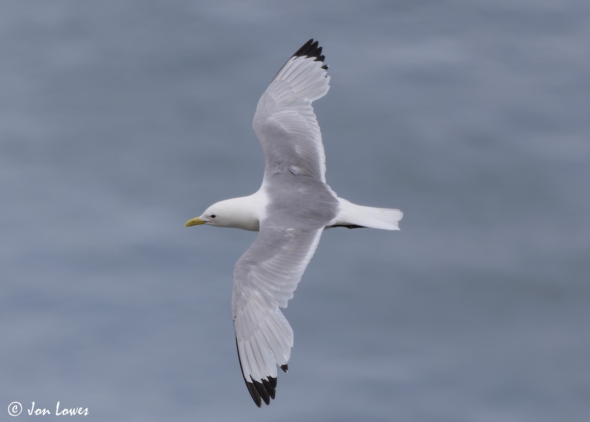 Black-legged Kittiwake (tridactyla) - ML624583507