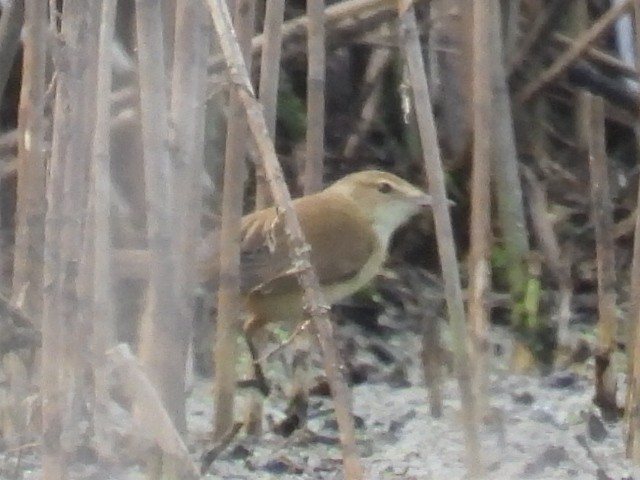 Australian Reed Warbler - ML624583508