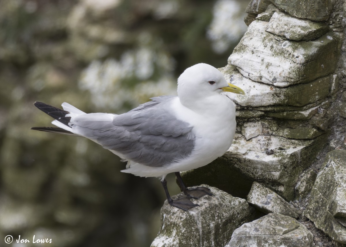 Black-legged Kittiwake (tridactyla) - ML624583510