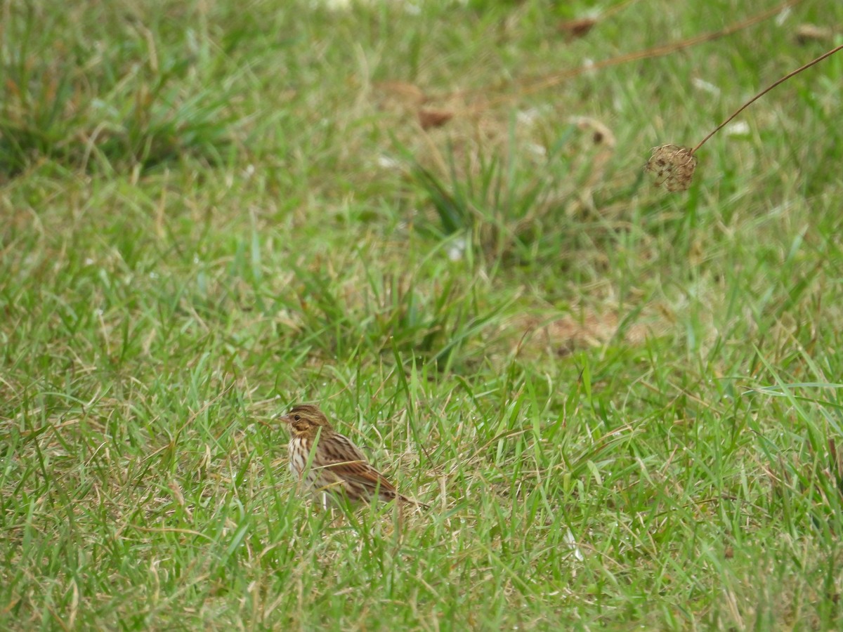 Savannah Sparrow - ML624583511