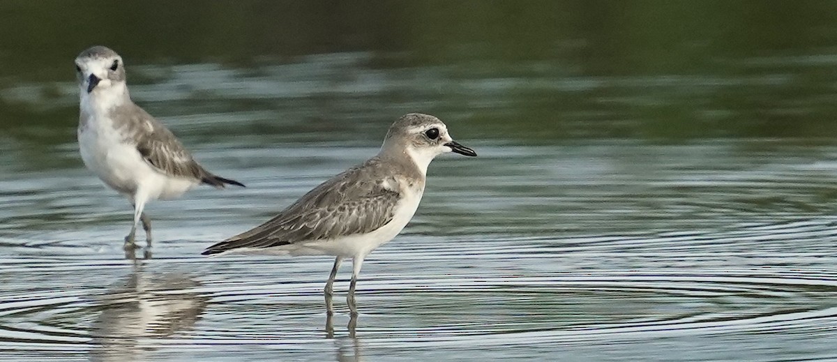 Greater Sand-Plover - ML624583512