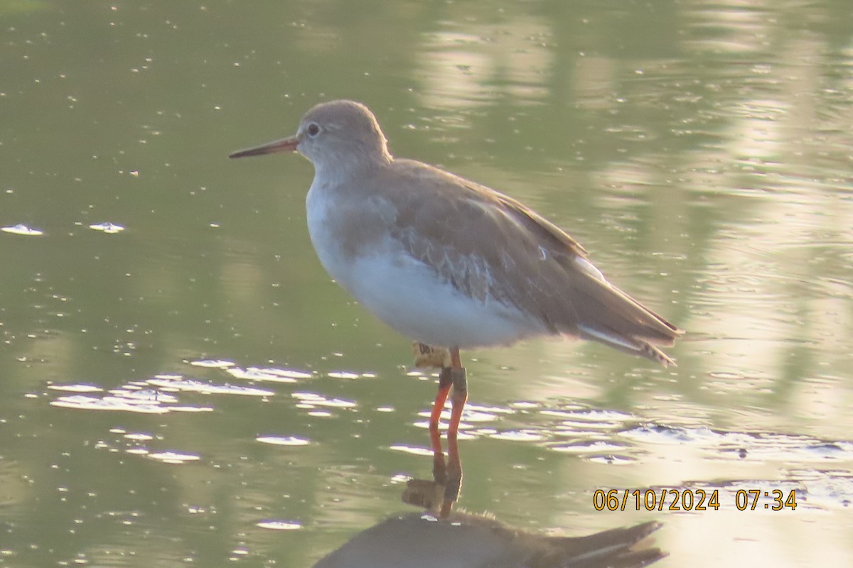 Common Redshank - ML624583521