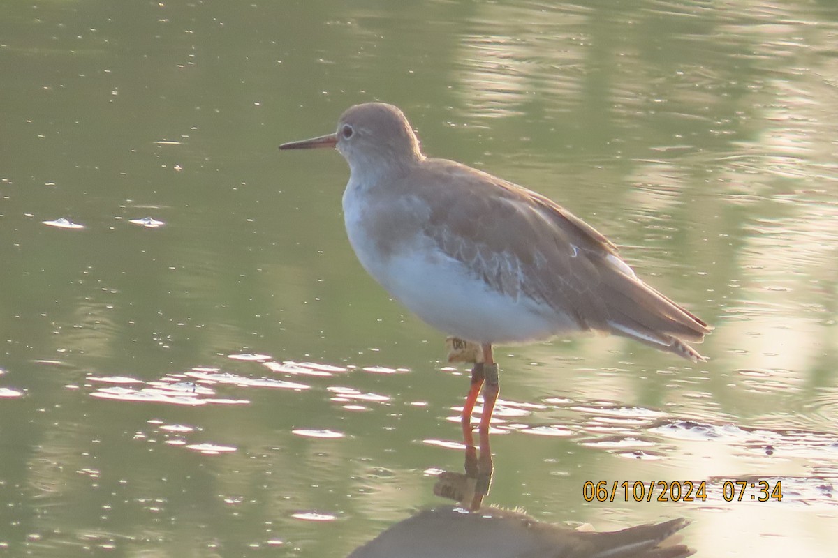 Common Redshank - ML624583522