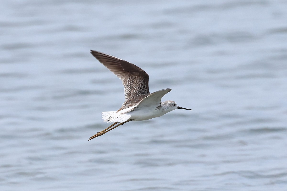 Marsh Sandpiper - Peter Christiaen