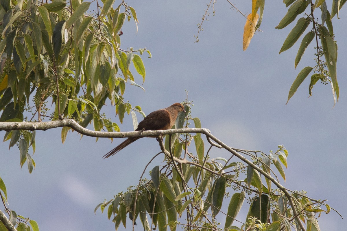 Ruddy Cuckoo-Dove - ML624583595