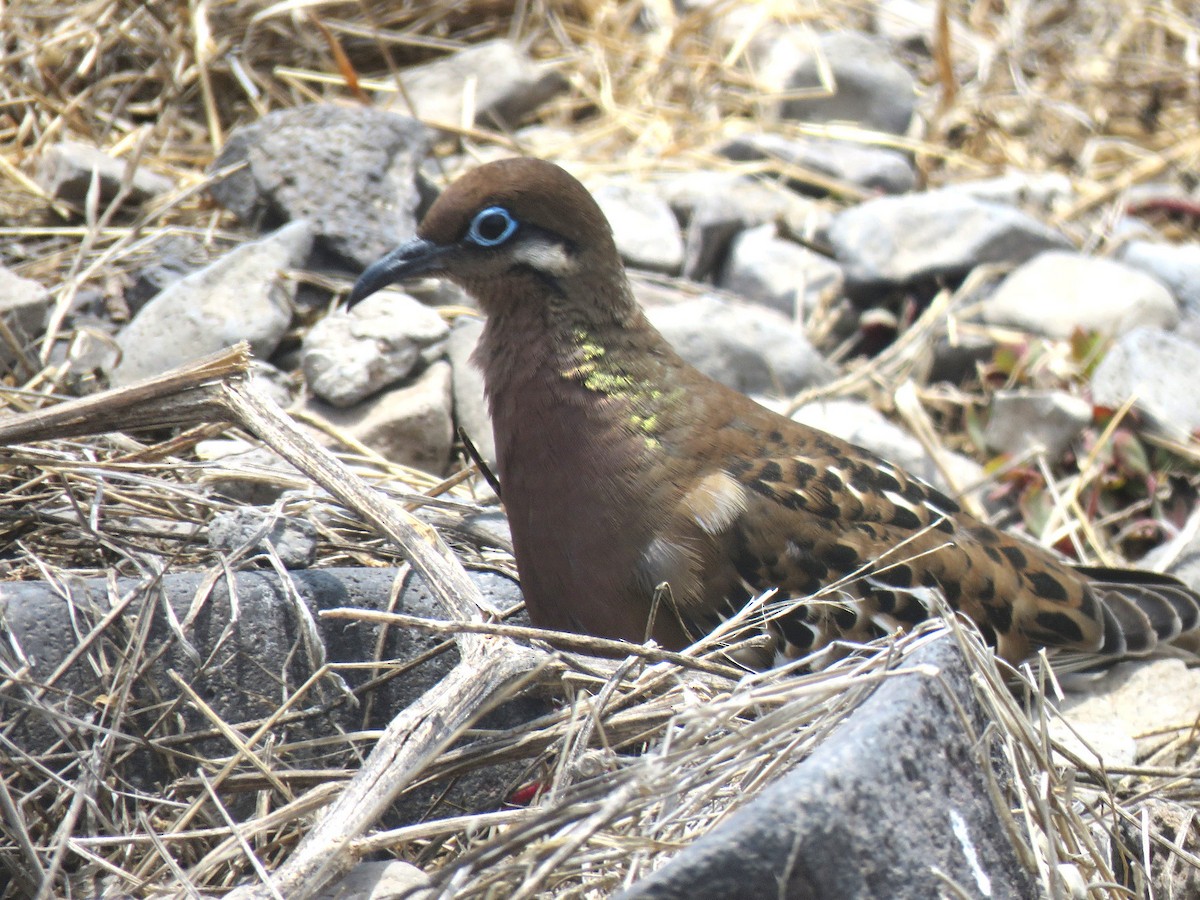 Galapagos Kumrusu - ML624583620