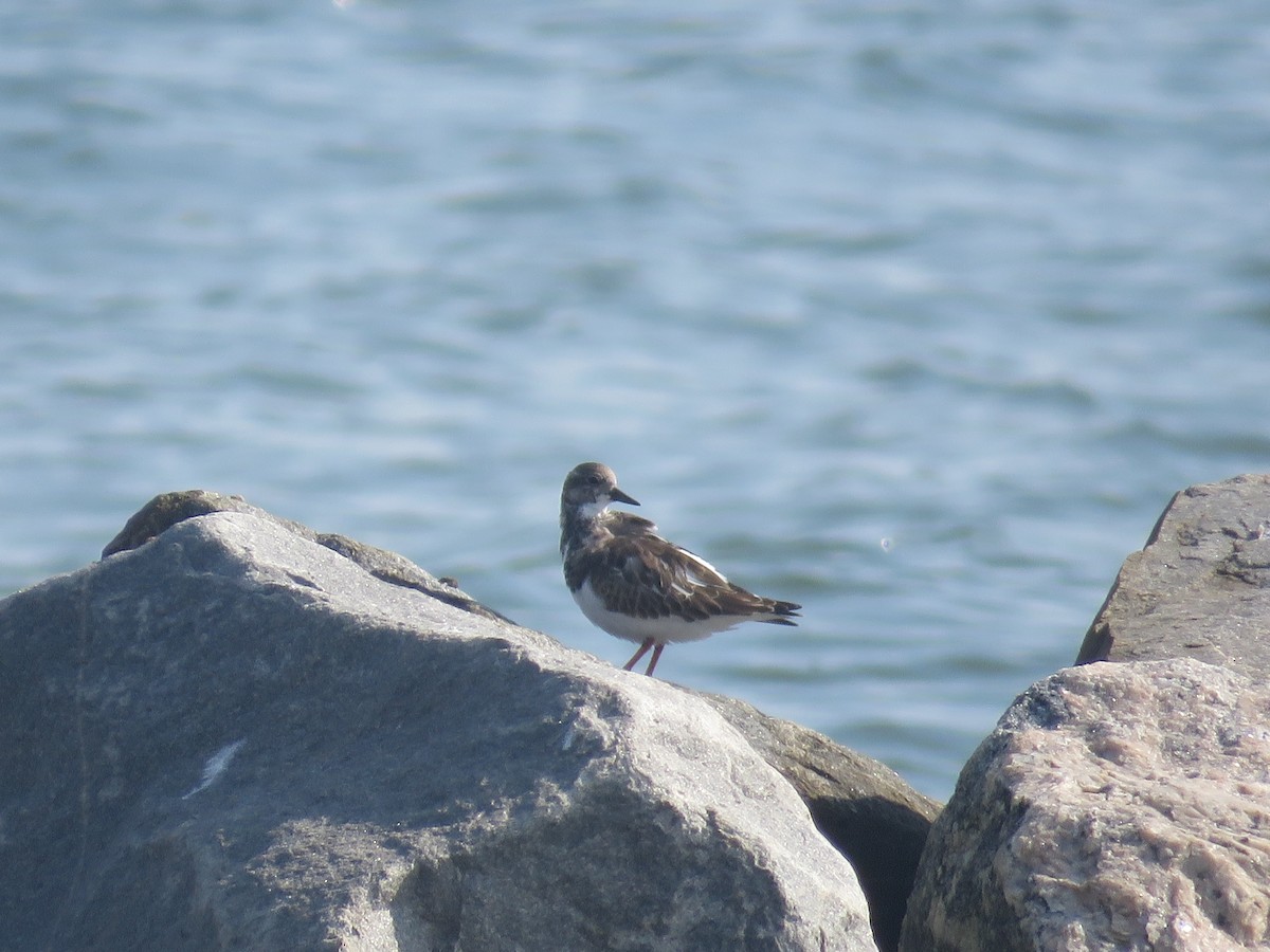 Ruddy Turnstone - ML624583644